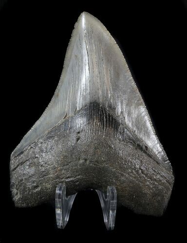 Serrated, Fossil Megalodon Tooth #36250